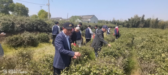4(1)、采茶叶劳动